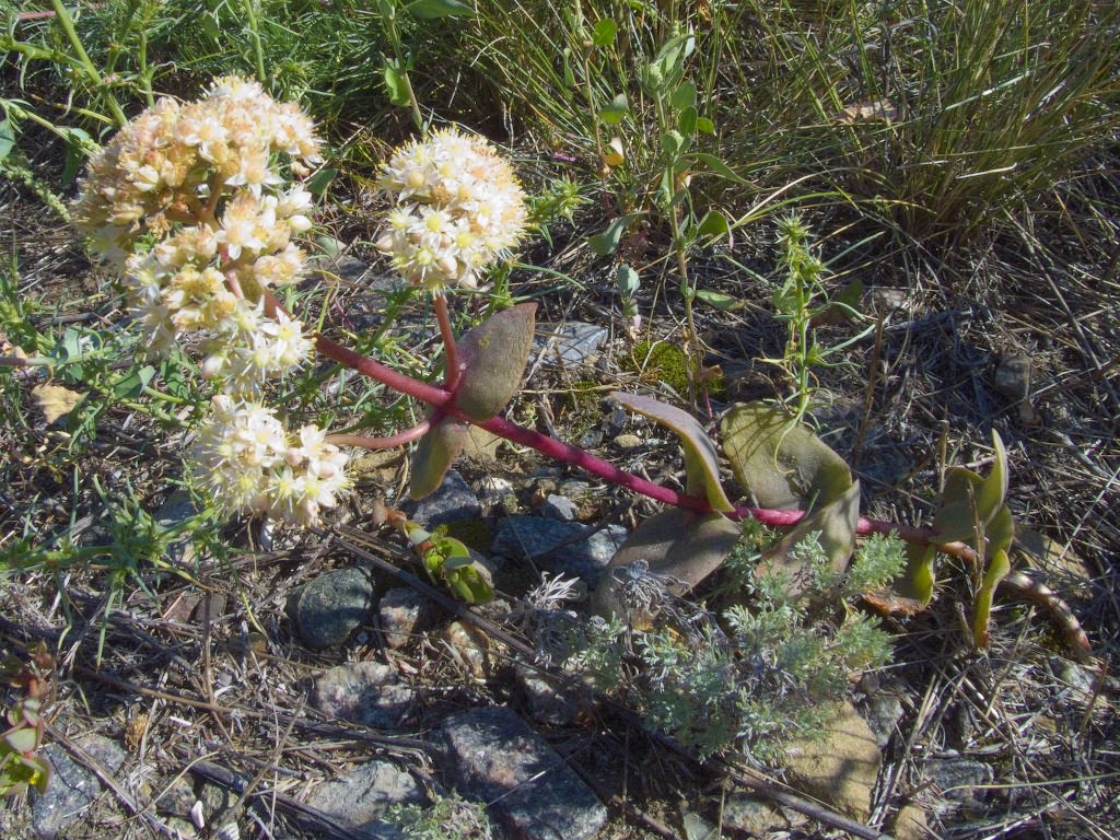 Hylotelephium maximum (L.)